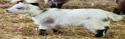 Goats livestock for sale: Gorgeous Wether Pygmy goat kids for Sale.  - Advert 11