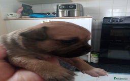 Mixed Breed dogs for sale: French bulldog cross jack Russell  - Image 6