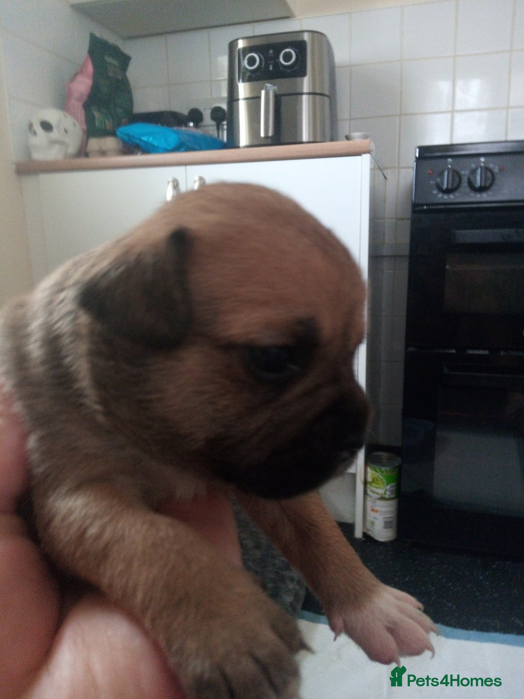 Mixed Breed dogs for sale: French bulldog cross jack Russell  - Image 6