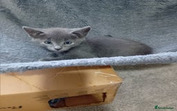 Mixed Breed cats for sale: Siamese mix - Image 1