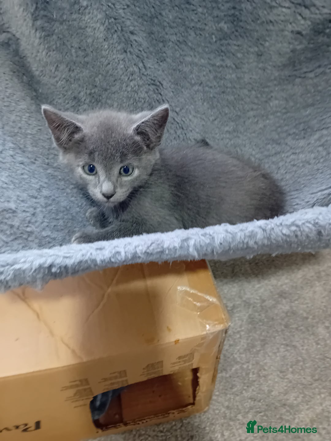 Mixed Breed cats for sale: Siamese mix - Image 1