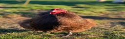 Chickens poultry for sale: Free range point of lay hens available 🧡 - Advert 9