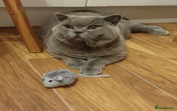 British Shorthair cats for stud: 3xB BIG BSH BOY 7kg  - Image 2