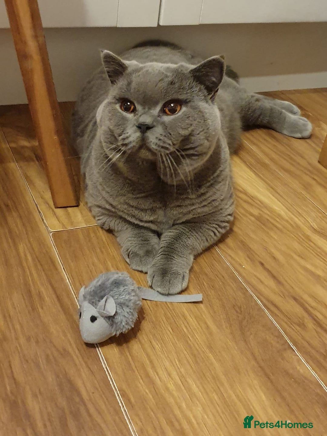 British Shorthair cats for stud: 3xB BIG BSH BOY 7kg  - Image 2