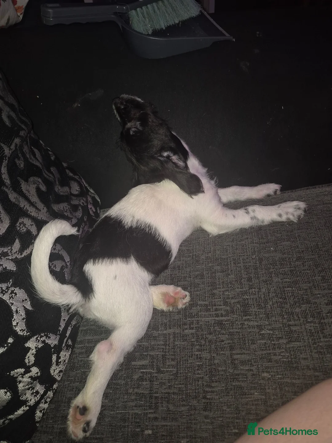 Mixed Breed dogs for sale: 16 week old puppy - Advert 2