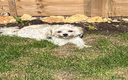 Mixed Breed dogs for adoption: Sweet little Analie - Image 6