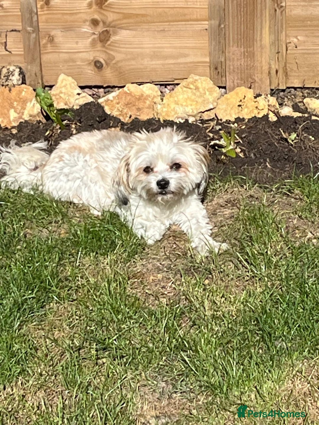 Mixed Breed dogs for adoption: Sweet little Analie - Image 6
