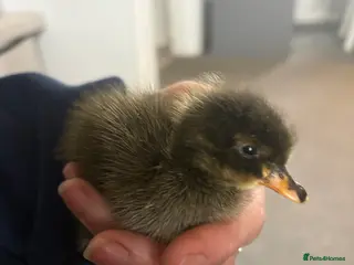 Ducks poultry Indian runner ducklings x6 - Advert 15