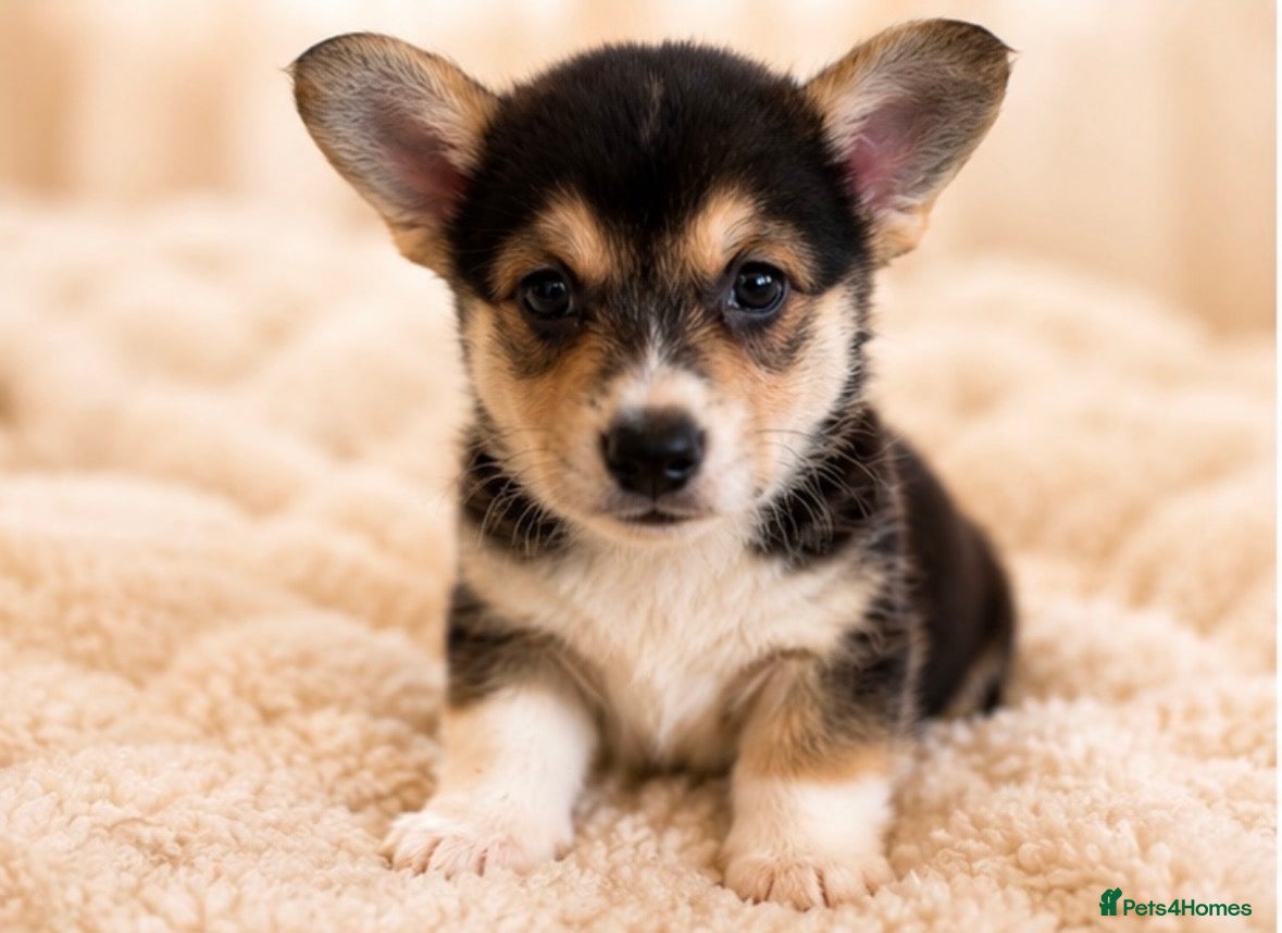 Welsh Corgi Pembroke dogs KC Registered Pembroke Welsh Corgi Puppies - Advert 2