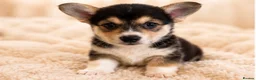 Welsh Corgi Pembroke dogs for sale: KC Registered Pembroke Welsh Corgi Puppies - Advert 15
