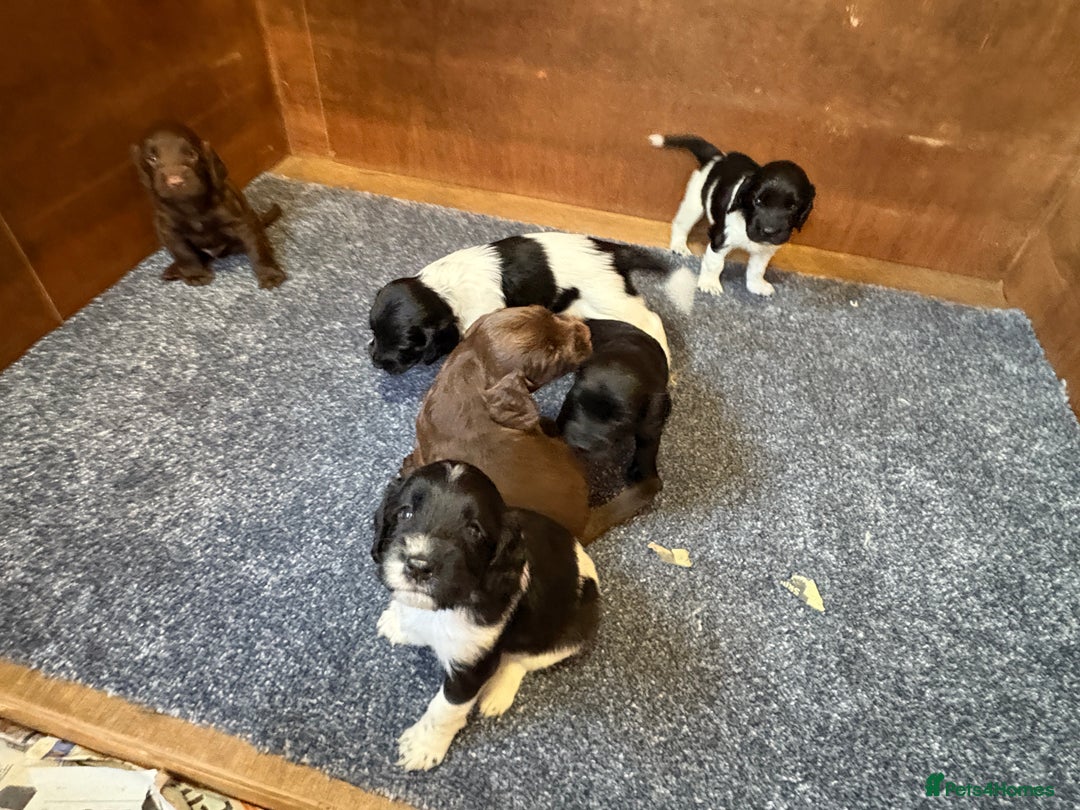 Sprocker dogs for sale: Beautiful Sprocker Spaniel puppies  - Image 1
