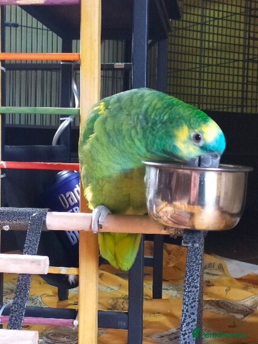 Parrots birds for sale: Jessie - Image 13