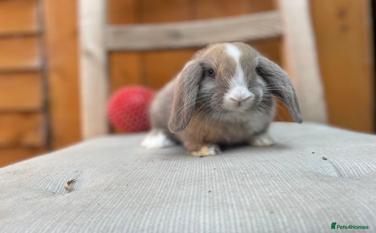 Mini Lop rabbits - Advert 4
