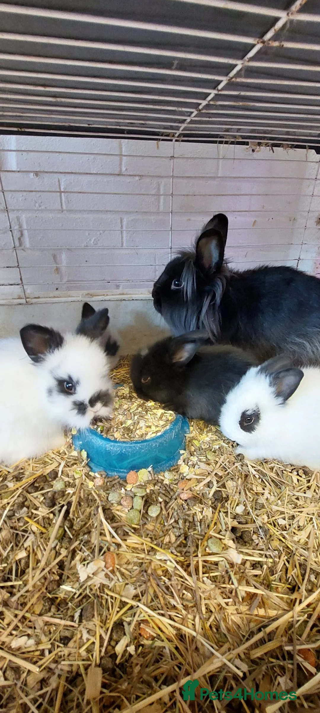 Lionhead rabbits for sale: Loinhead babys ready to reserve  - Advert 1
