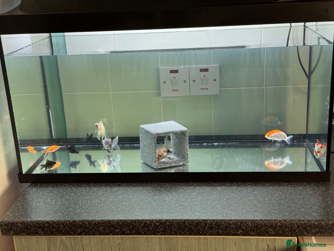 Goldfish fish for sale: I have 10 cold water gold fish  and for sale  - Advert 3
