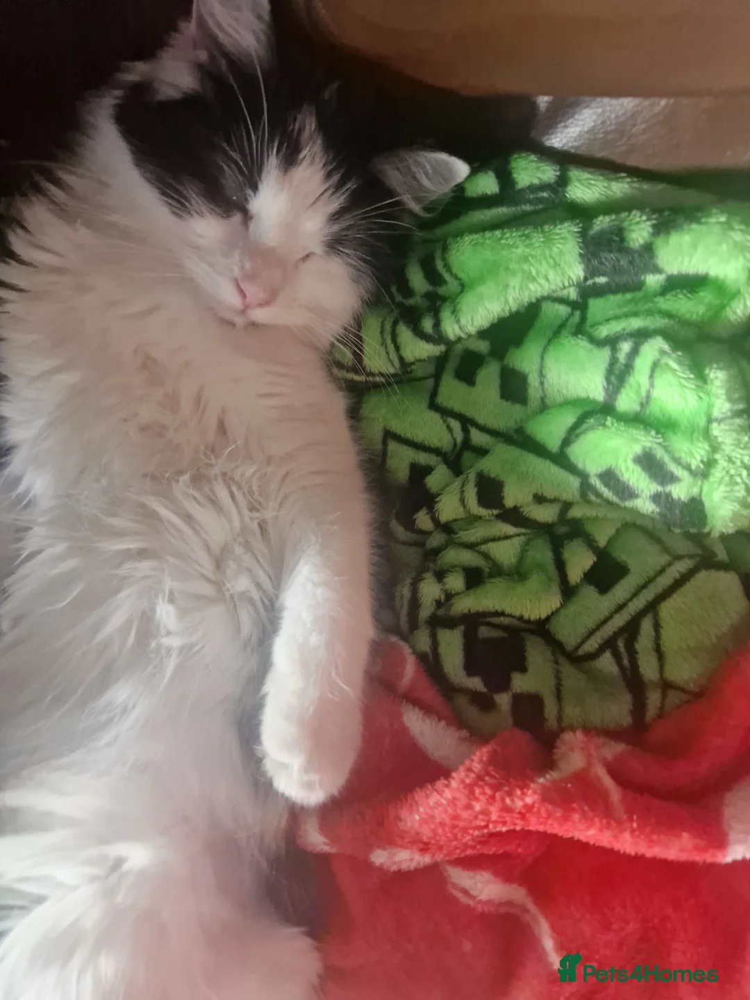 Mixed Breed cats for sale: Smudge, this beautiful girl needs her forever home - Advert 4