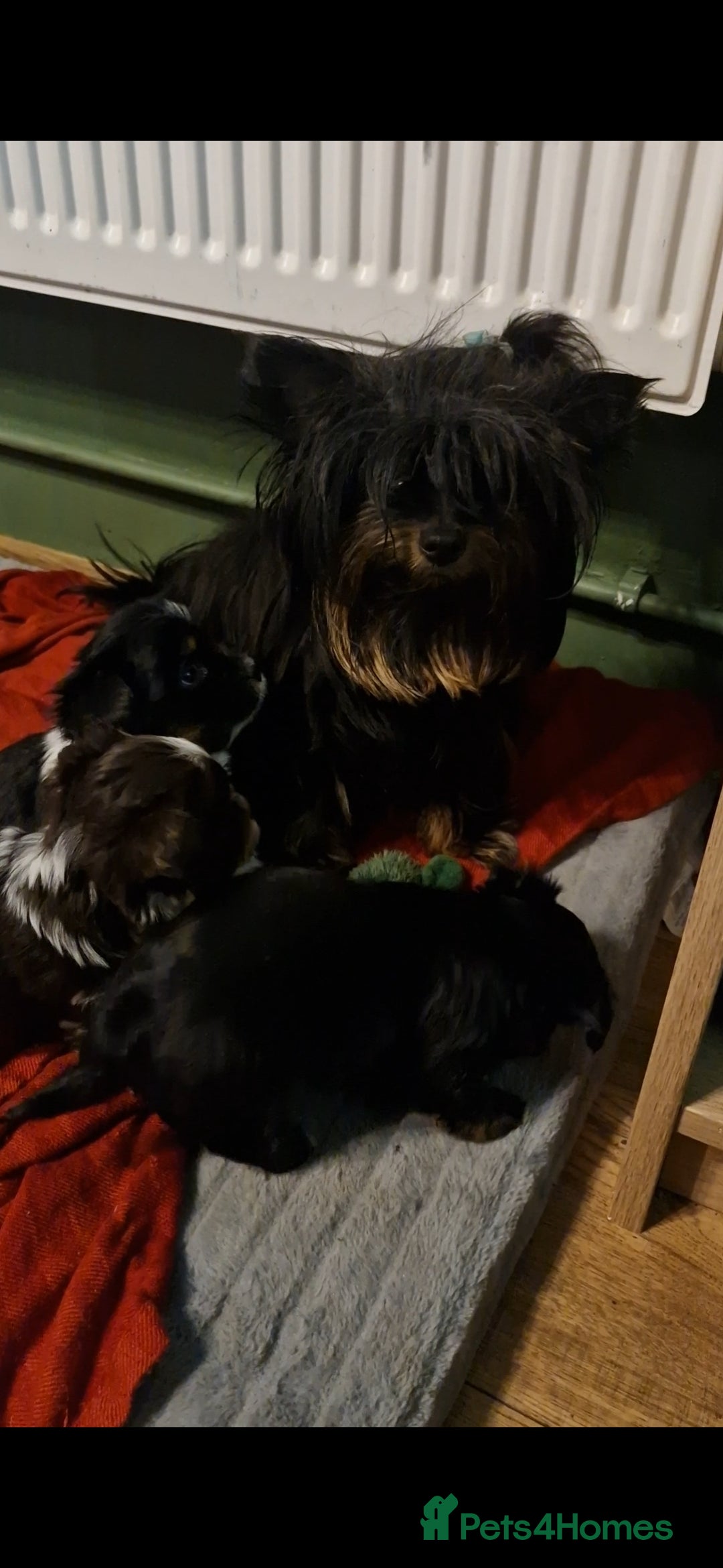 Biewer Terrier dogs 3 Biewer Terrier Pups, white, black, tan, chocolat - Advert 6