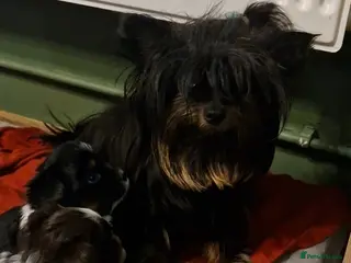 Biewer Terrier dogs 3 Biewer Terrier Pups, white, black, tan, chocolat - Advert 6