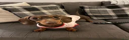 Dachshund dogs for sale: Winnie  in Middlesbrough - Advert 4