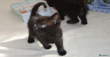 Mixed Breed cats - Advert 1