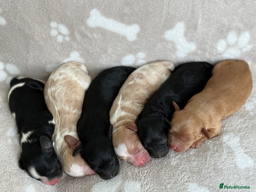 Cavapoo dogs for sale: 🐶 Adorable f1 Cavapoo Puppies 🐶 - Image 1