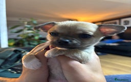 Chihuahua dogs for sale: Pure Breed Pedigree Certificated Chihuahua Puppies - Image 8