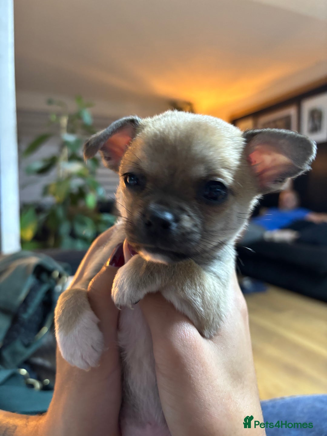 Chihuahua dogs for sale: Pure Breed Pedigree Certificated Chihuahua Puppies - Image 8