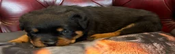 Rottweiler dogs for sale: STUNNING KC OLDER FEMALE FROM TK’s LINES - Advert 12