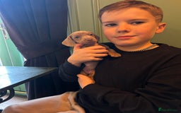 Miniature Dachshund dogs for sale: 💙Miniature Dachshund Puppies – Isabella & Blue 💖 - Image 9