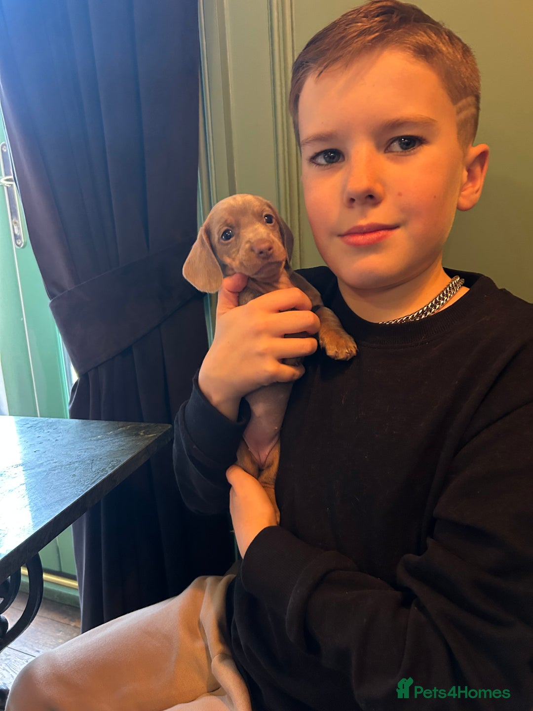 Miniature Dachshund dogs for sale: 💙Miniature Dachshund Puppies – Isabella & Blue 💖 - Image 9