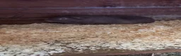 Guinea Pig rodents for sale: 3 male Guinea Pigs for sale  - Advert 2