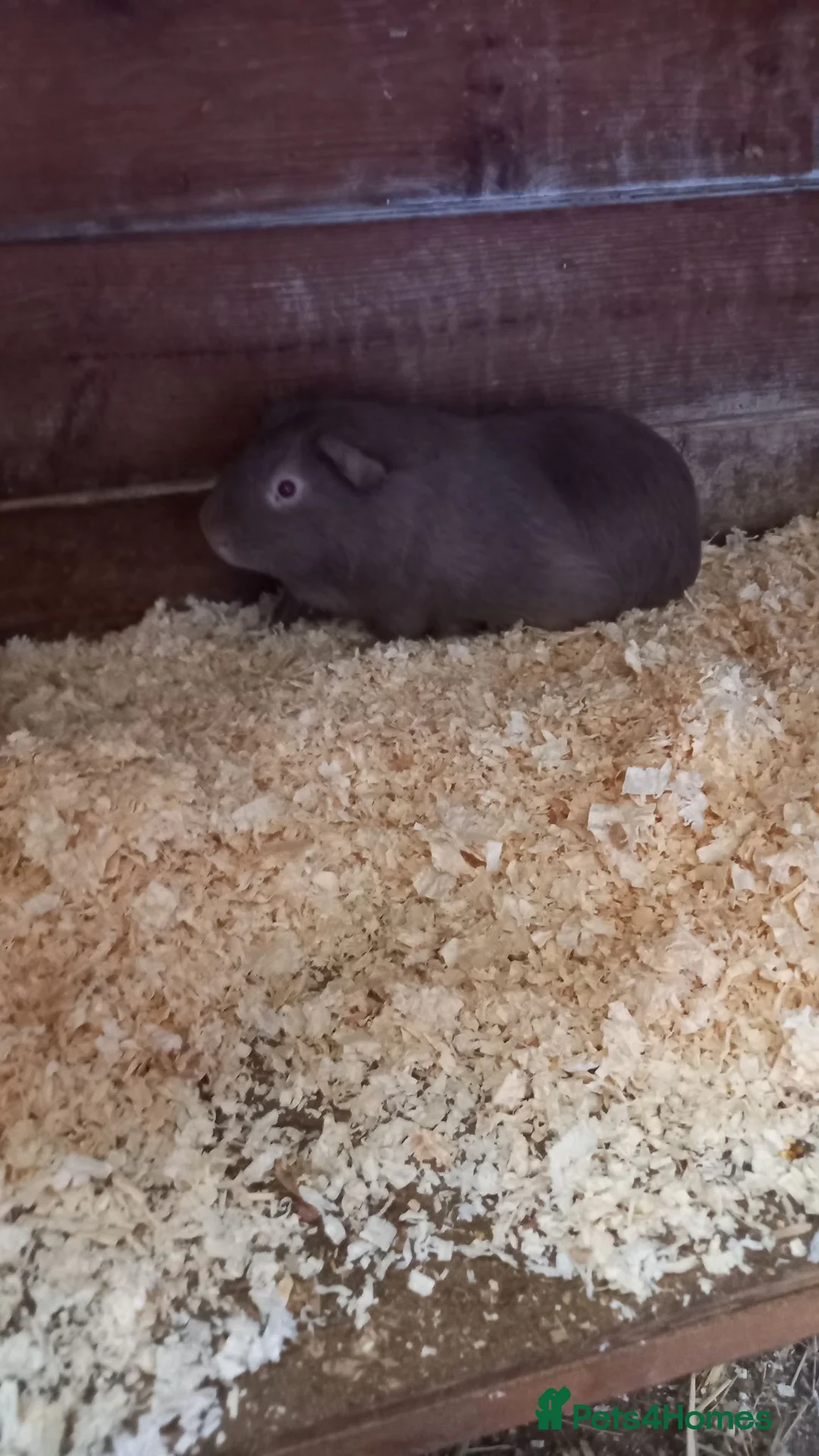 Guinea Pig rodents for sale: 3 male Guinea Pigs for sale  - Advert 2