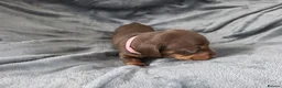Miniature Dachshund dogs for sale: KC Miniature Dachshunds - Advert 17