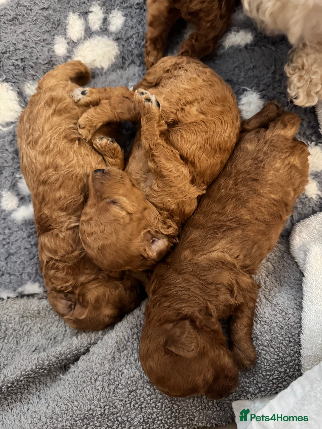 Toy Poodle dogs for sale: KC Registered Red Toy Poodle Puppies - Image 10