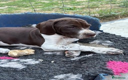 Pointer dogs for sale: Just 3 liver bitches remaining !!  in East Grinstead - Image 1