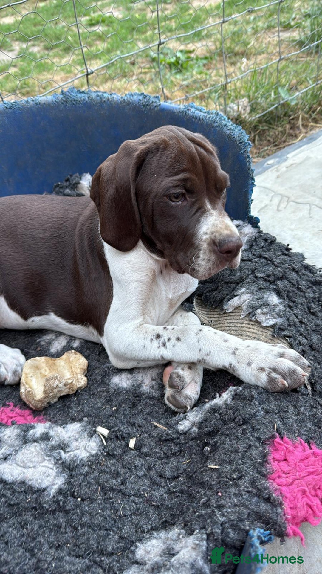 Pointer dogs for sale: Just 3 liver bitches remaining !!  in East Grinstead - Image 1