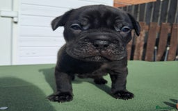 Mixed Breed dogs for sale: Frenchbulldog cross puppies  - Image 1