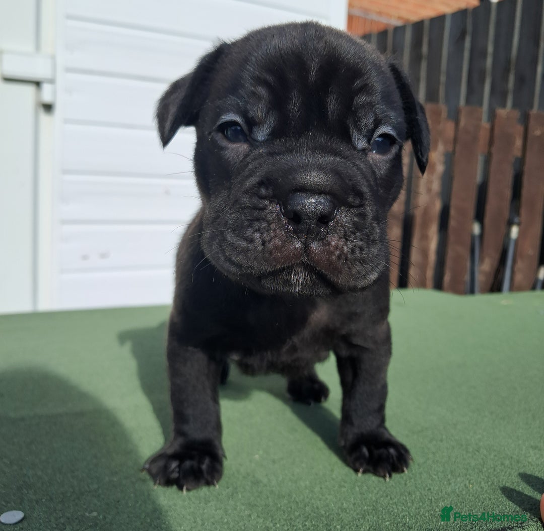 Mixed Breed dogs for sale: Frenchbulldog cross puppies  - Image 1