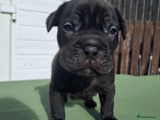Mixed Breed dogs - Advert 12