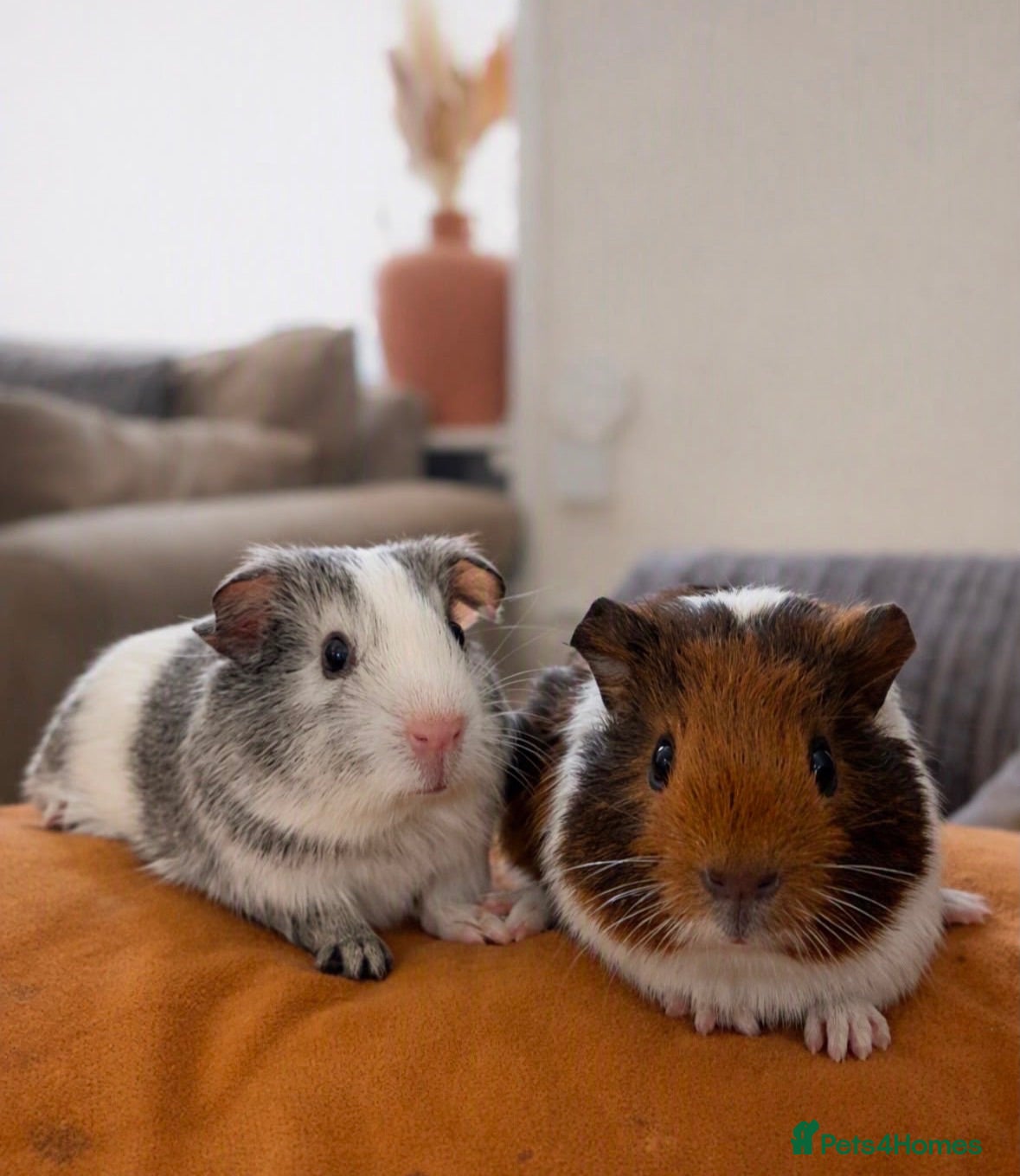 Guinea Pig rodents Available now gorgeous babies  - Advert 19