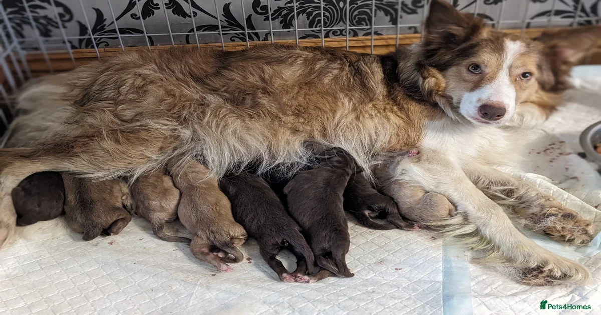 German shepherd x Border collie (Shollies) for sale in Nottingham ...