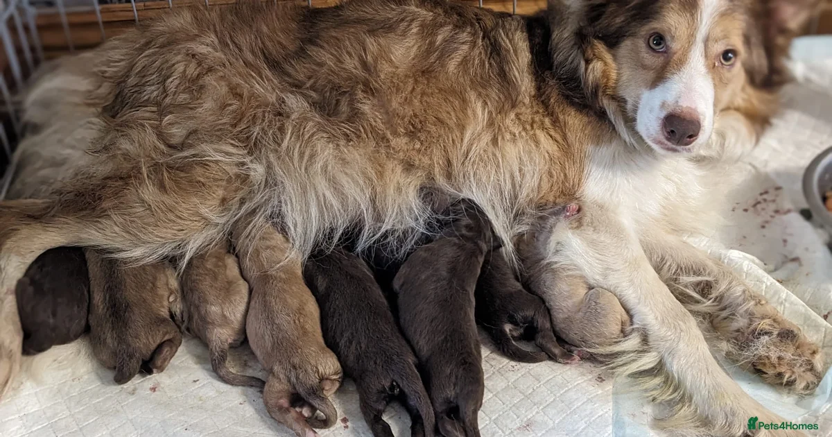 German shepherd x Border collie (Shollies) for sale in Nottingham ...