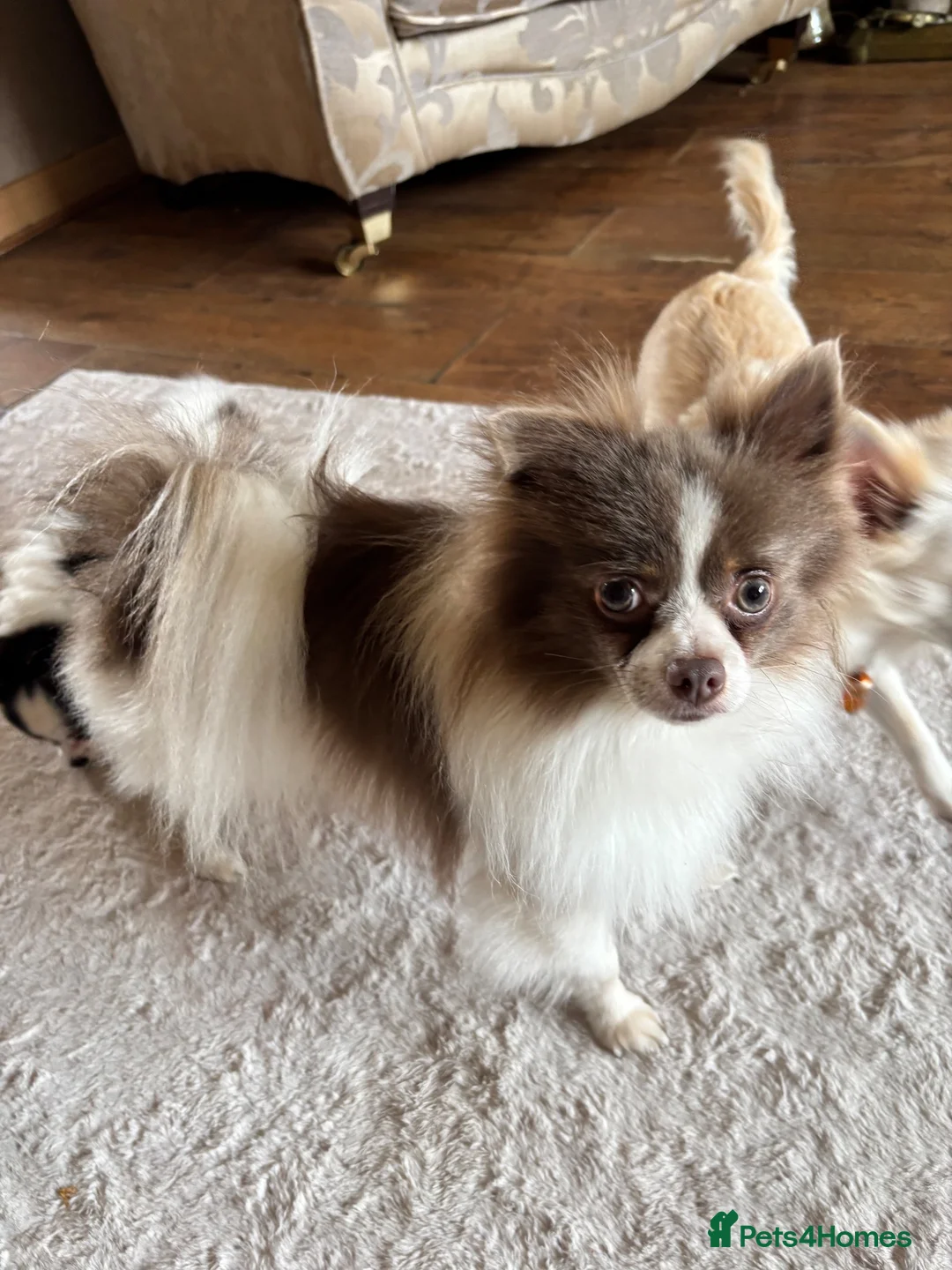 Chihuahua dogs for sale: Beautiful little boy Chihuahua  - Advert 1