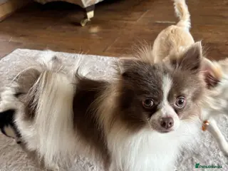 Chihuahua dogs Beautiful little boy Chihuahua - Advert 1