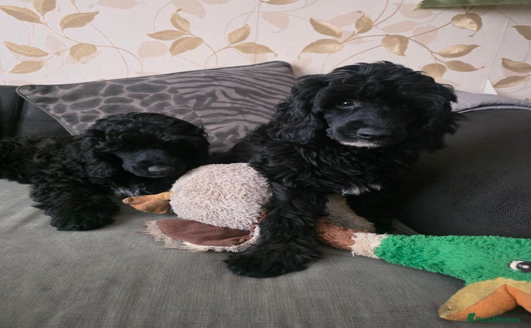 Miniature Poodle dogs in Peterborough - Advert 2