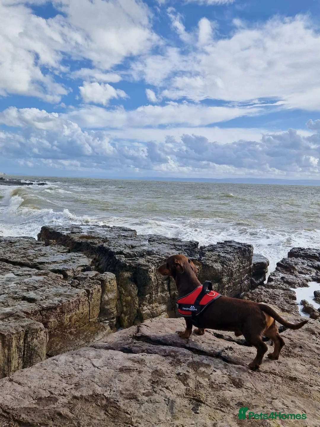 Miniature Dachshund dogs for stud: Chocolate and Tan Smooth Coat STUD  in Pontypridd - Advert 7