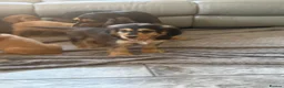 Cocker Spaniel dogs for sale: FULLHEATHTESTED OUTSTANDING SHOWTYPE COCKERSPANIEL in Alton - Advert 17