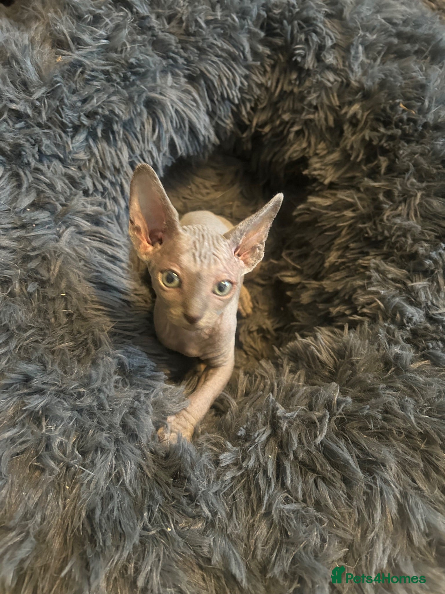 Sphynx cats 3 amazing boys available for reservation. - Advert 2