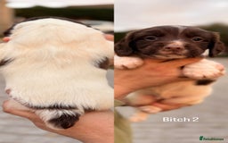 English Springer Spaniel dogs for sale: KC Reg BadgerCourt X Appachi Springer Pups - Image 3