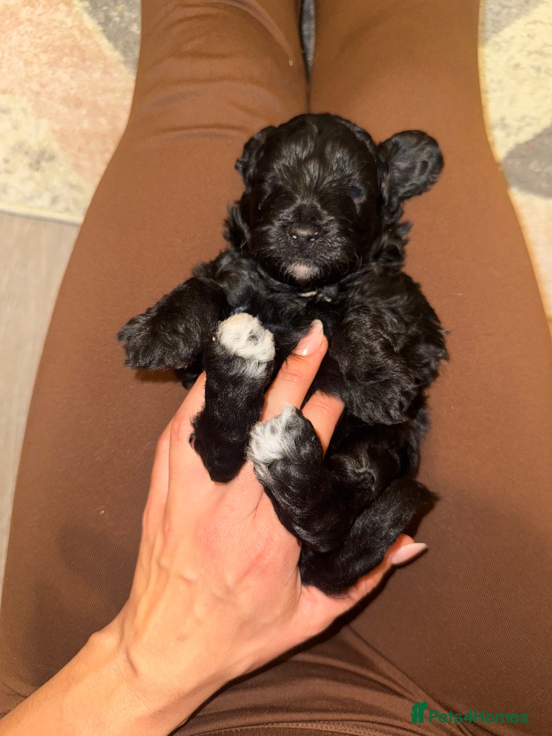 Cavapoo dogs for sale: Cavapoo puppies - Advert 4